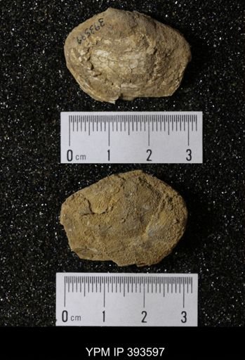 Ostrea glabra