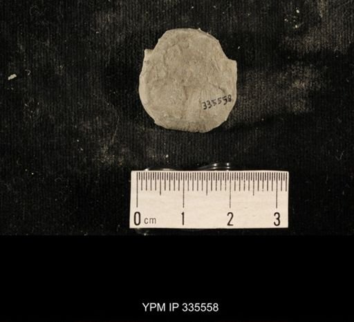 Linoproductus sp.