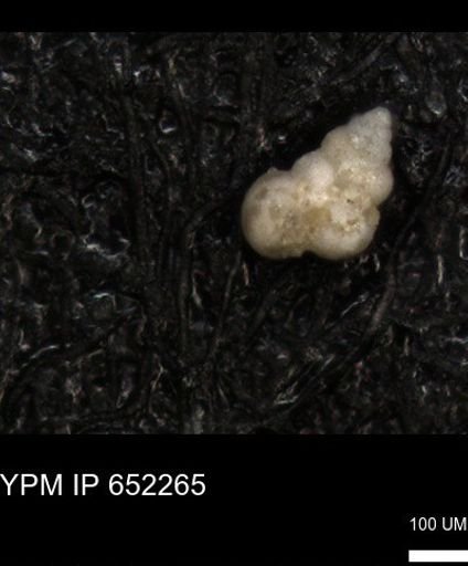 undet. Heterohelicidae
