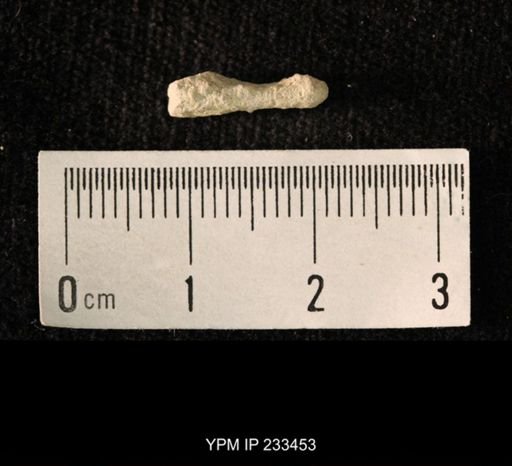 Archaeocidaris sp.