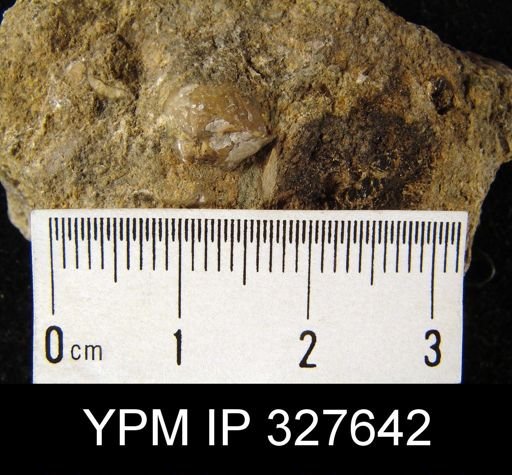 Rhynchopora geinitziana