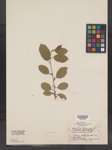 Rhamnus frangula