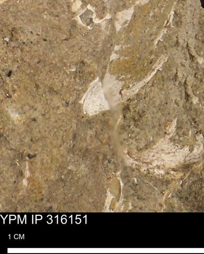undet. Bivalvia