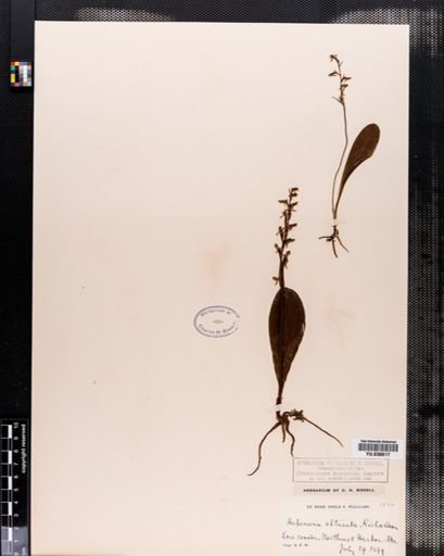 Habenaria