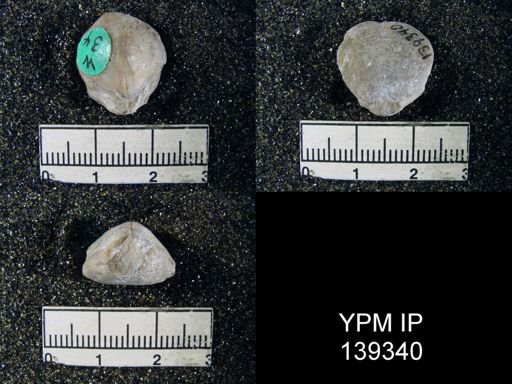 Spirigerella derbyi
