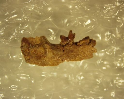 Adapisoricidae sp.