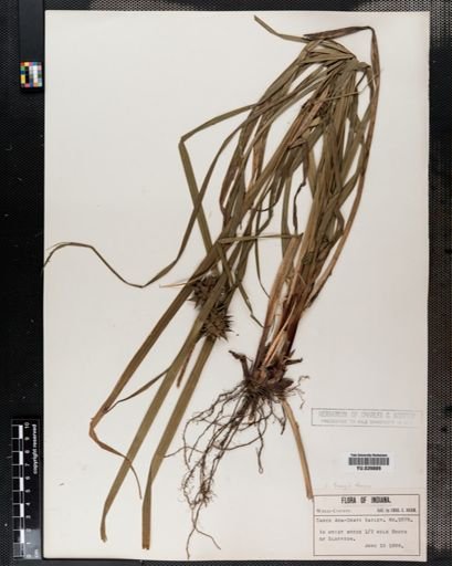 Carex