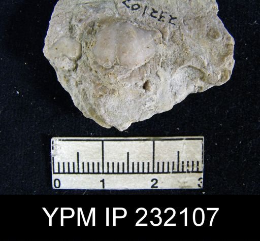 Chonetina flemingi