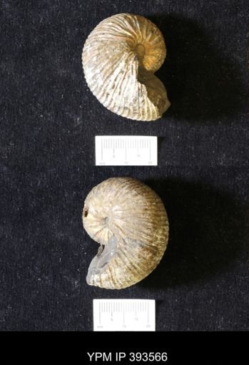 Acanthoscaphites nodosus
