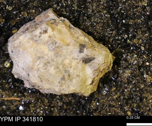 Scaphites?