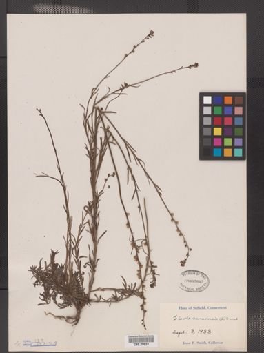 Linaria canadensis