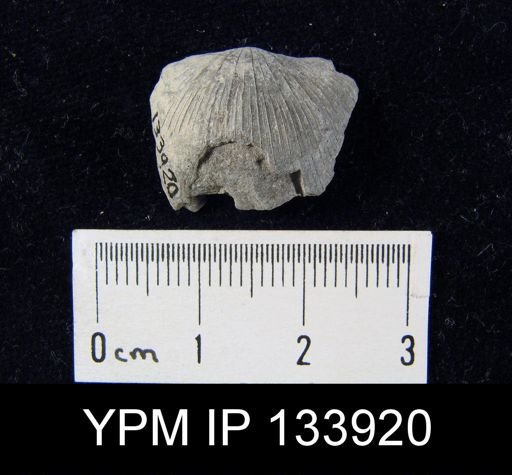 Stropheodonta inaequistriata