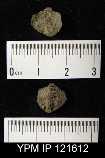 Spirifer sp.