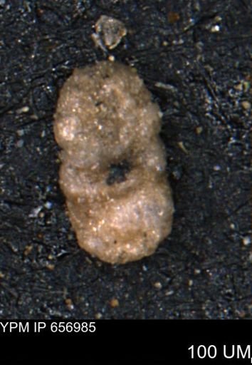 Ammobaculites euides