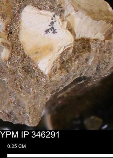 undet. Mollusca