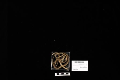 Colubridae