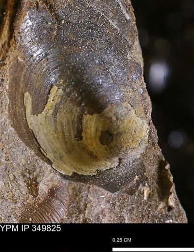 Limopsis striatopunctatus