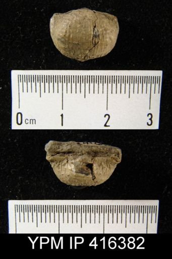 Marginifera muricata
