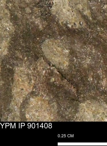 Teredo sp.