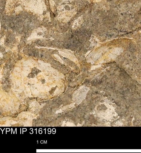 undet. Mollusca