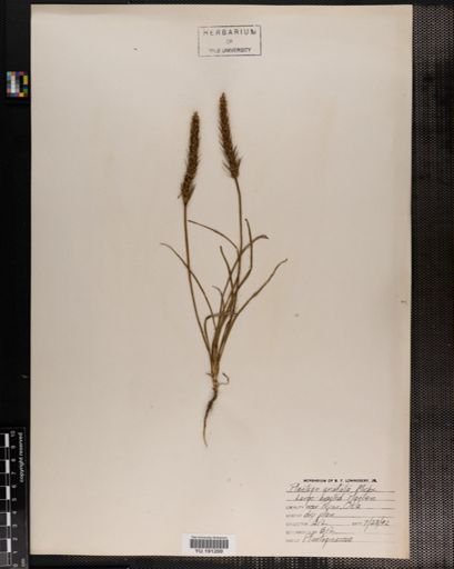Plantae