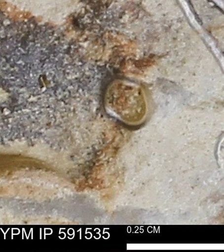 Serpulidae