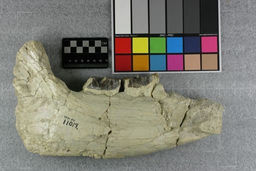 Metamynodon planiceps