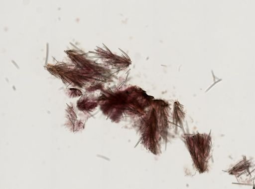 Clathria (Microciona) atrasanguinea