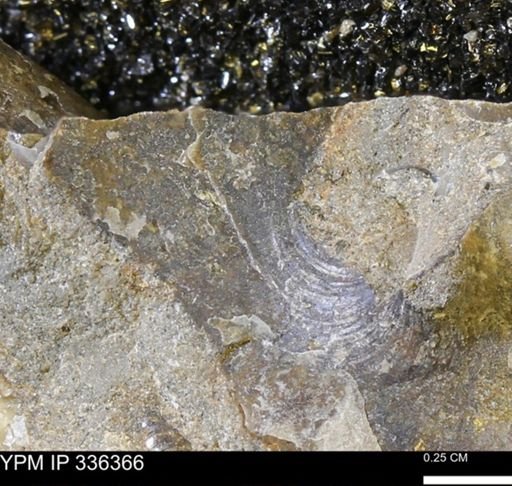 undet. Ammonoidea