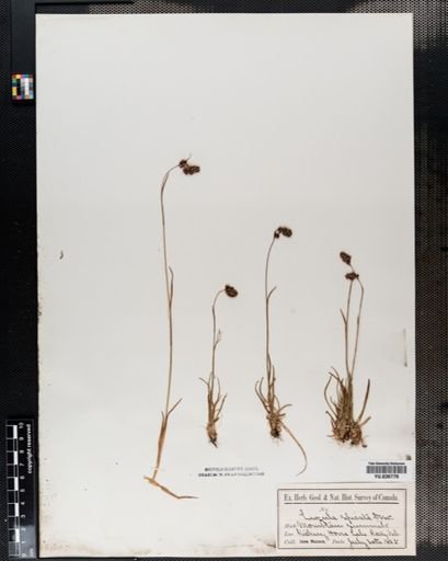 Luzula spicata