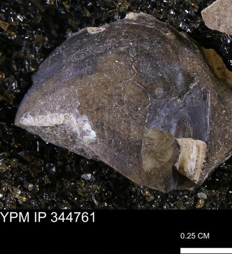 Limopsis striatopunctatus