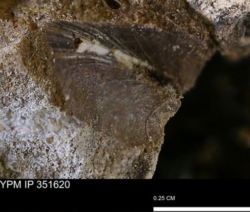 Limopsis striatopunctatus