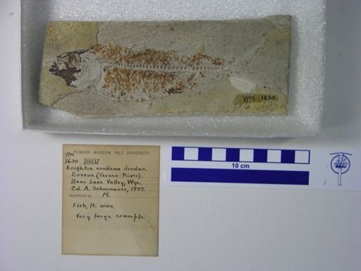 Knightia alta
