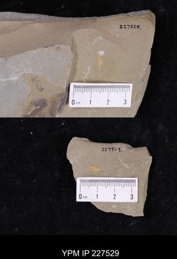 undet. Annelida