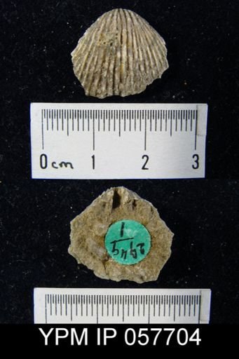 Anastrophia verneuili