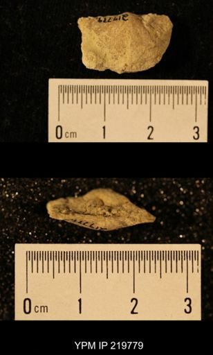 Chonetes granulifer
