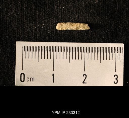 Archaeocidaris sp.