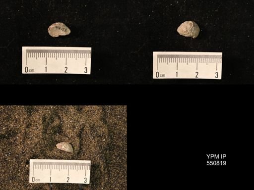 Marginifera wabashensis