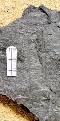 Pecopteris sp.
