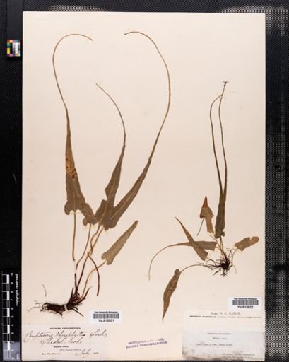 Camptosorus rhizophyllus