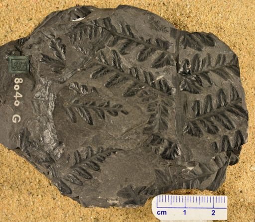 Pecopteris nervosa