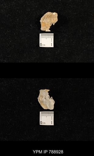 undet. Brachiopoda