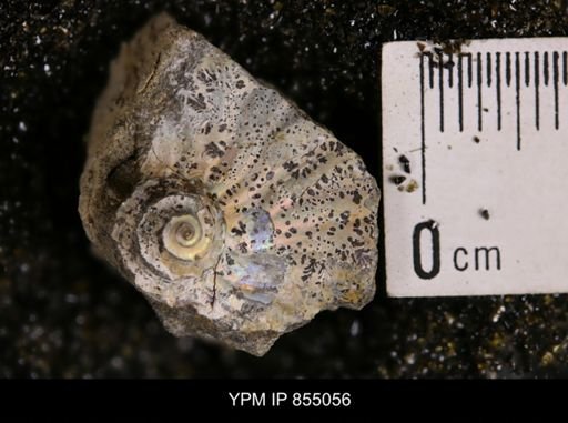 undet. Scaphitidae
