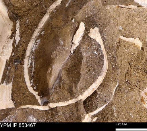 Limopsis? striatopunctatus