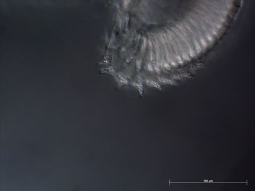 Lilyopsis fluoracantha