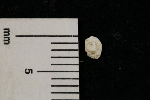 Crucibulum straitum
