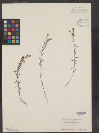 Polygala nuttallii