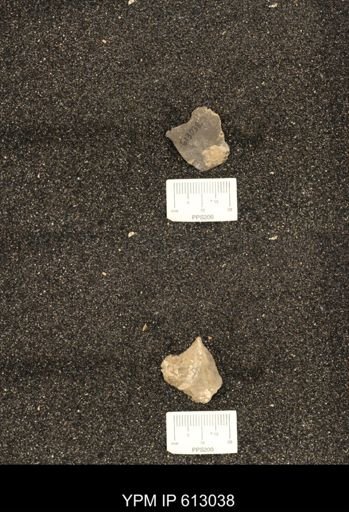 Clioscaphites vermiformis