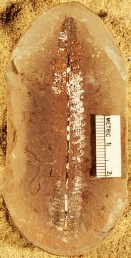 Pecopteris