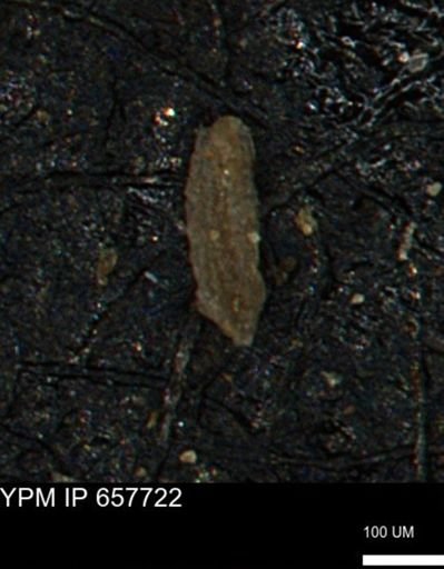 Miliammina cf. sproulei